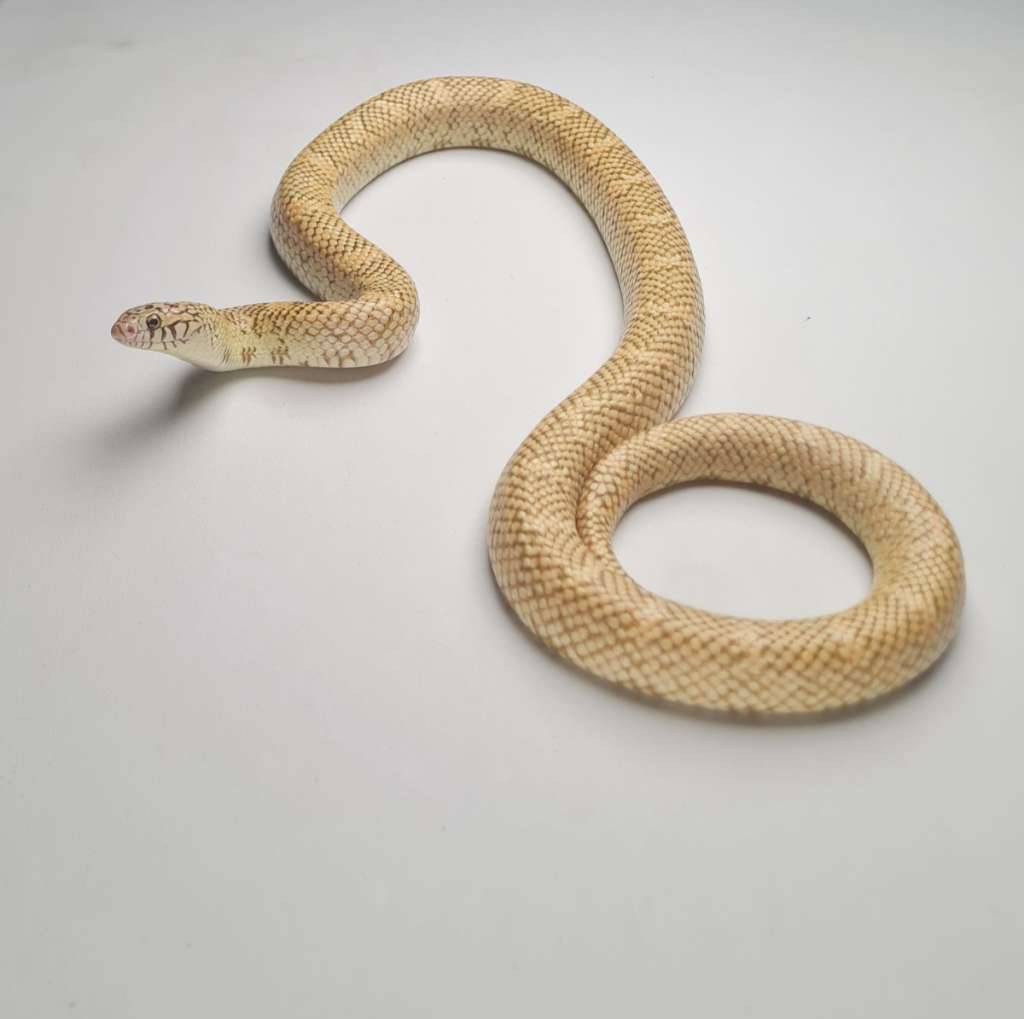 kingsnake-hypo-high-red-brooks-IKC2YSHC62