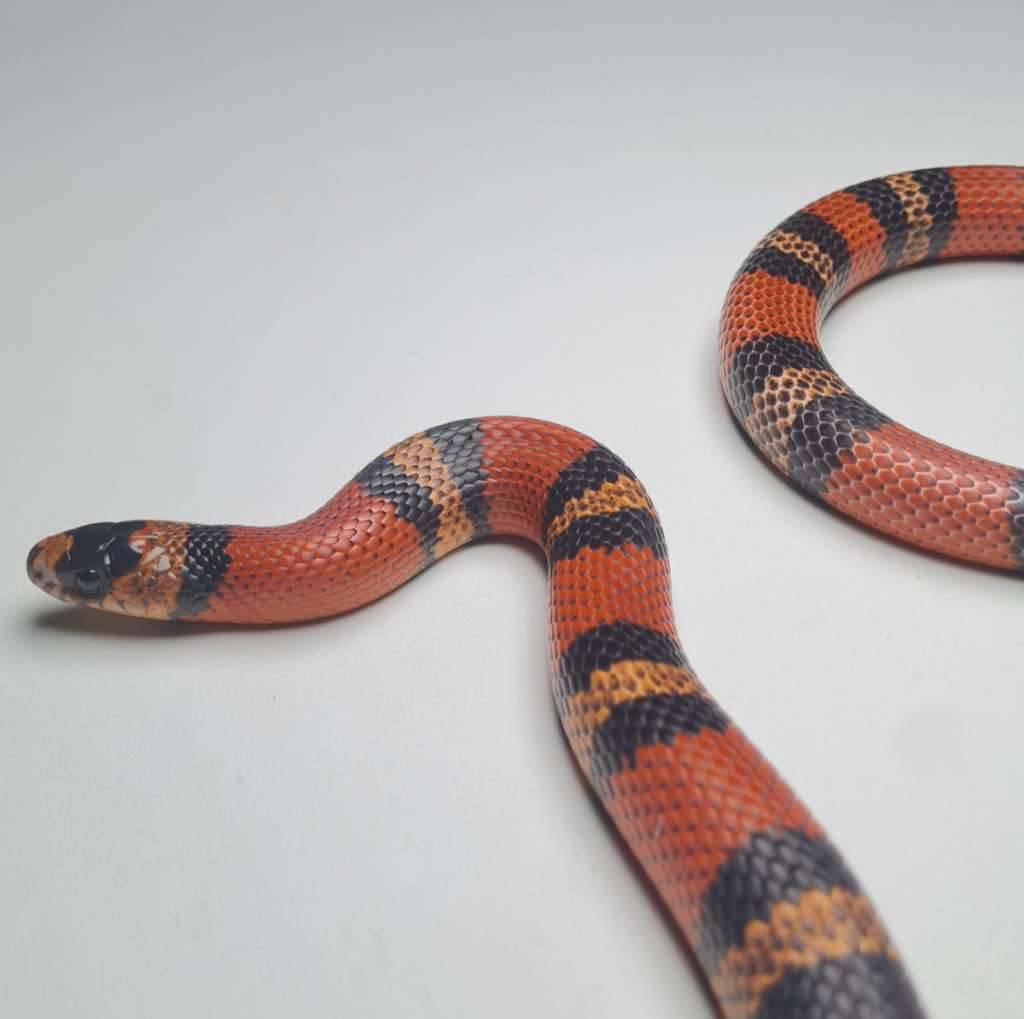 honduran-het-albino-ph-hypo-CSM3IKZ9BN