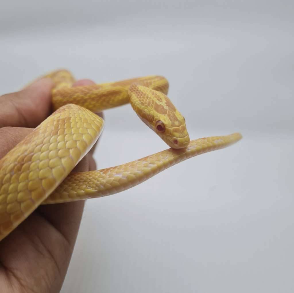 cornsnake-butter-het-lavender-het-diffused-765BCX1JEH