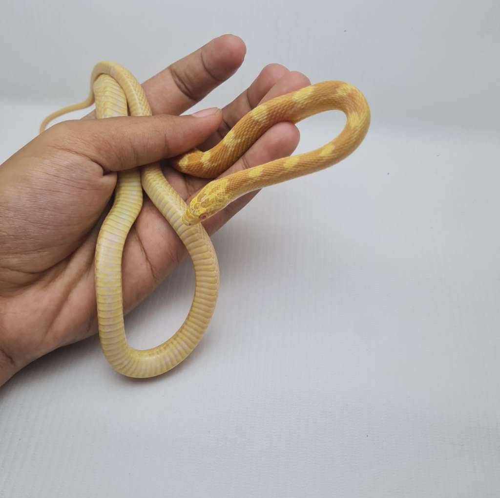 cornsnake-sulfur-het-lavender-3T2D36WF1H