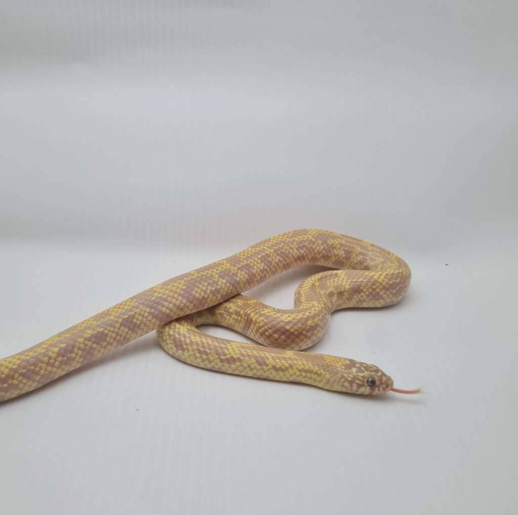 kinssnake-albino-florida-mosaic-F3LSWHQADL