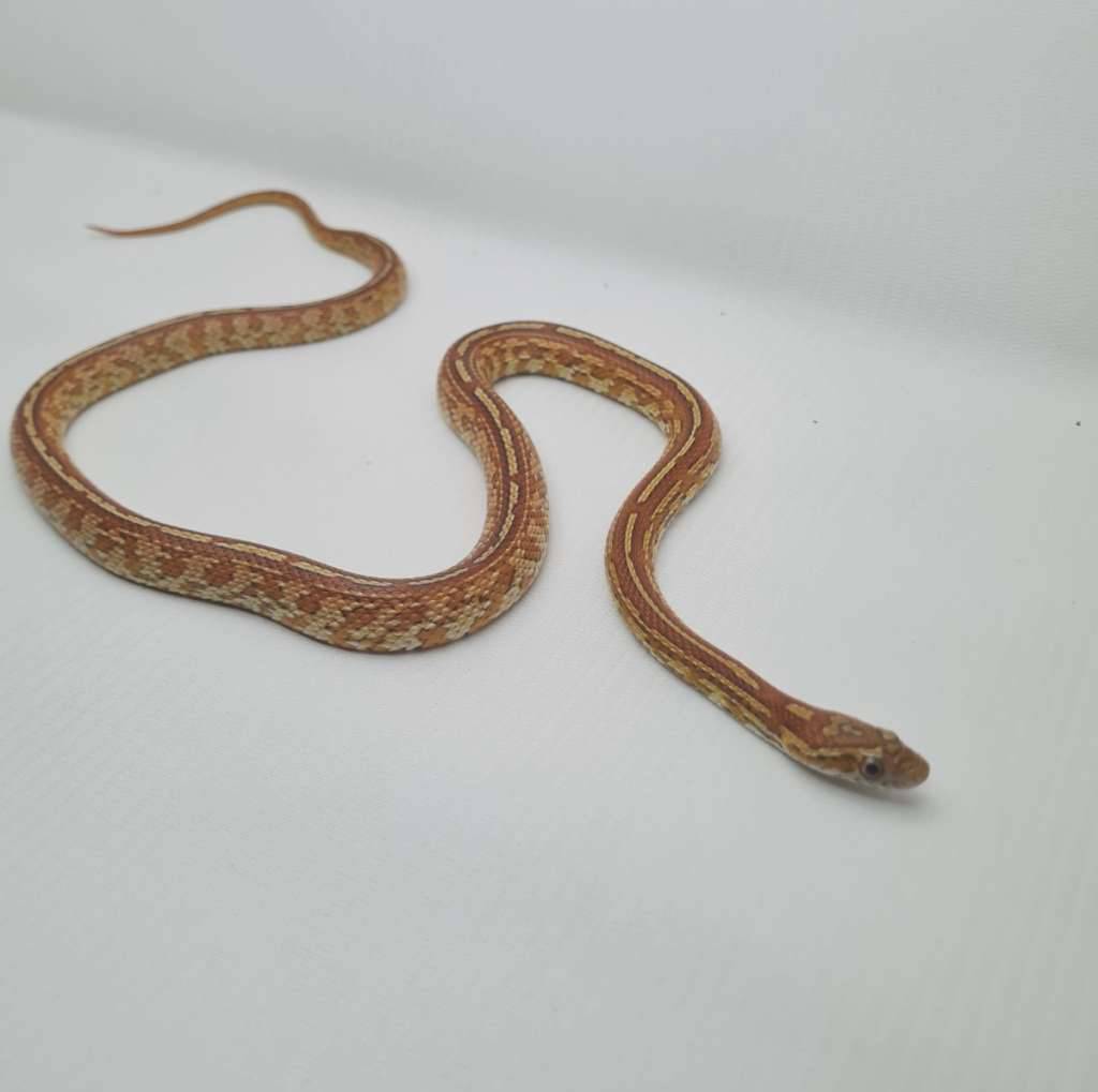 corsnake-tessera-het-opal-het-butter-motley-UOGIMYCA78