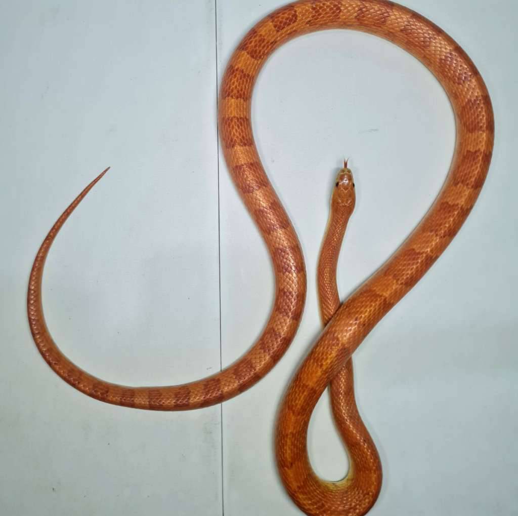 cornsnake-hypo-sunkissed-Y8PRUGY0XQ