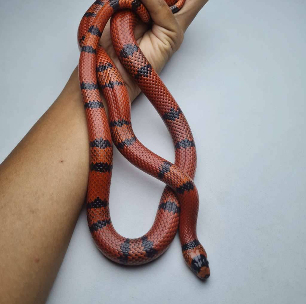 milksnake-honduran-tangerine-4WLE0R6MUC