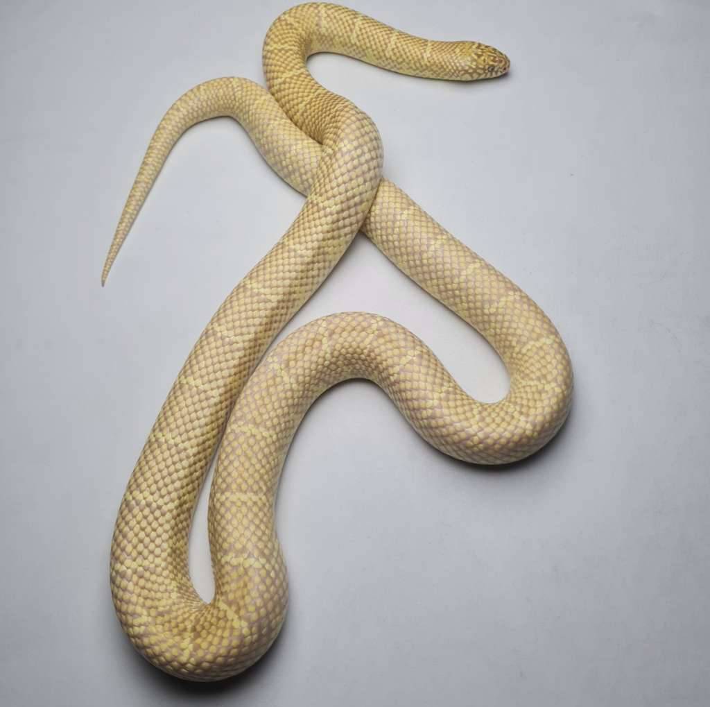 kingsnake-florida-albino-t-WSJP9LOX6Q