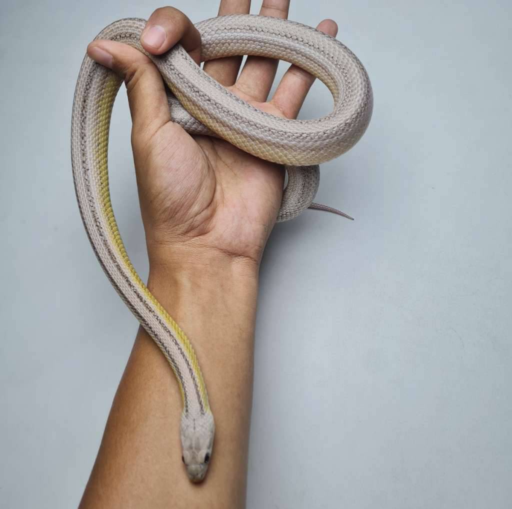cornsnake-anery-stripe-het-amel-het-hypo-1E0ACRR5MB