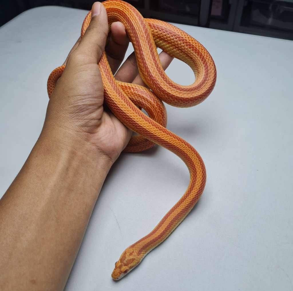 cornsnake-amel-het-anery-het-hypo-9M7D6SC45M