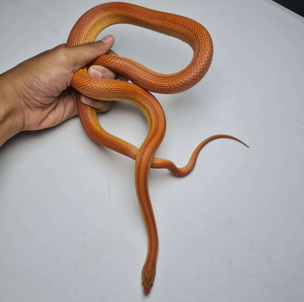cornsnake-hypo-het-snow-MMUDMRDYW8