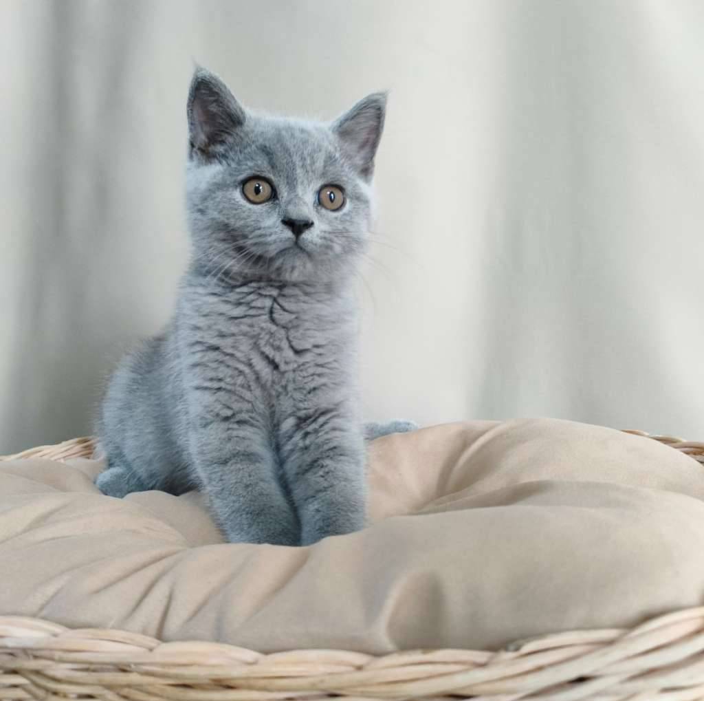 bsh-kitten-blue-solid-jantan-non-ped-QGOG6M7FJG