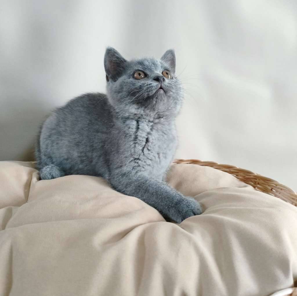 kitten-bsh-blue-solid-betina-non-ped-797ZPKHDOT