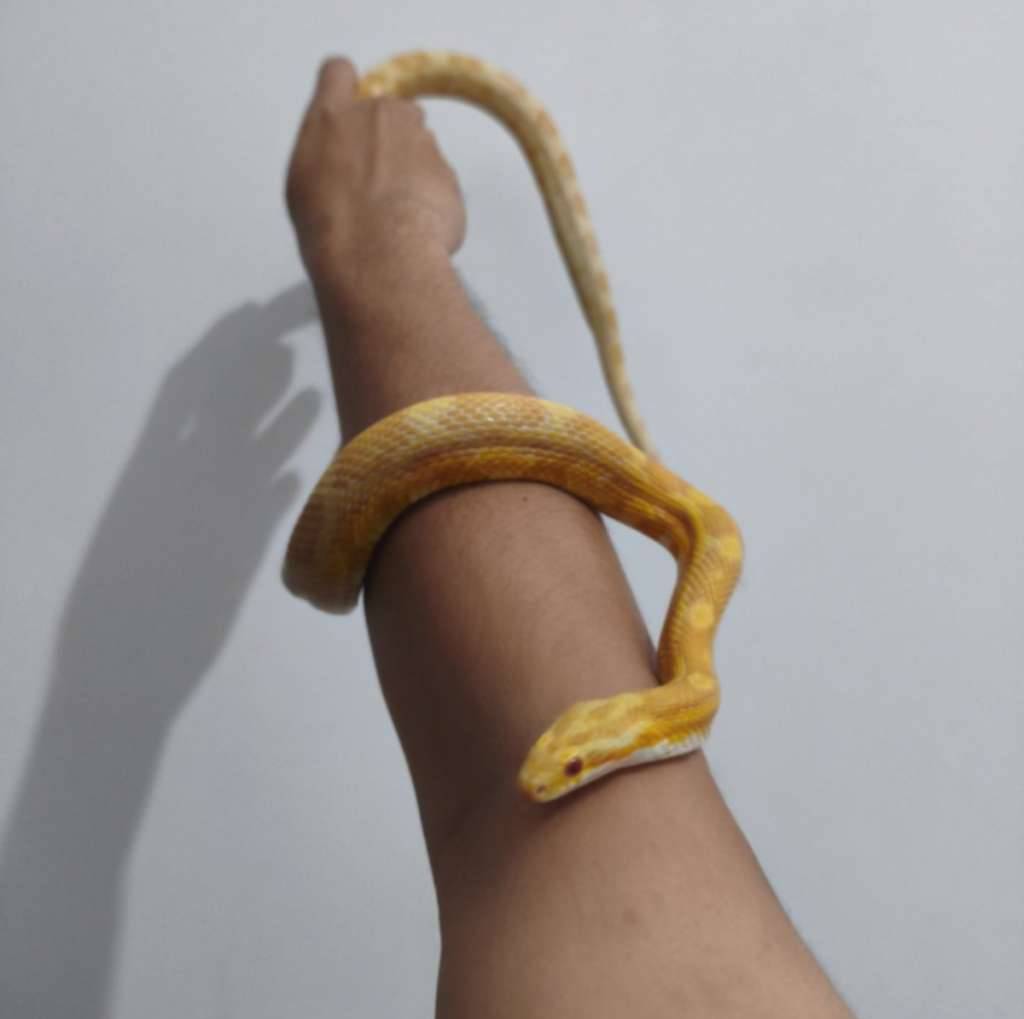 corn-snake-butter-LW0SM0DW27