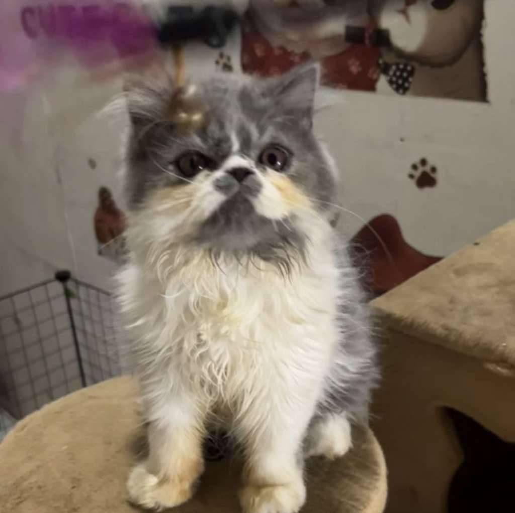 kucing-persia-flatnose-DF0UPB6YPO