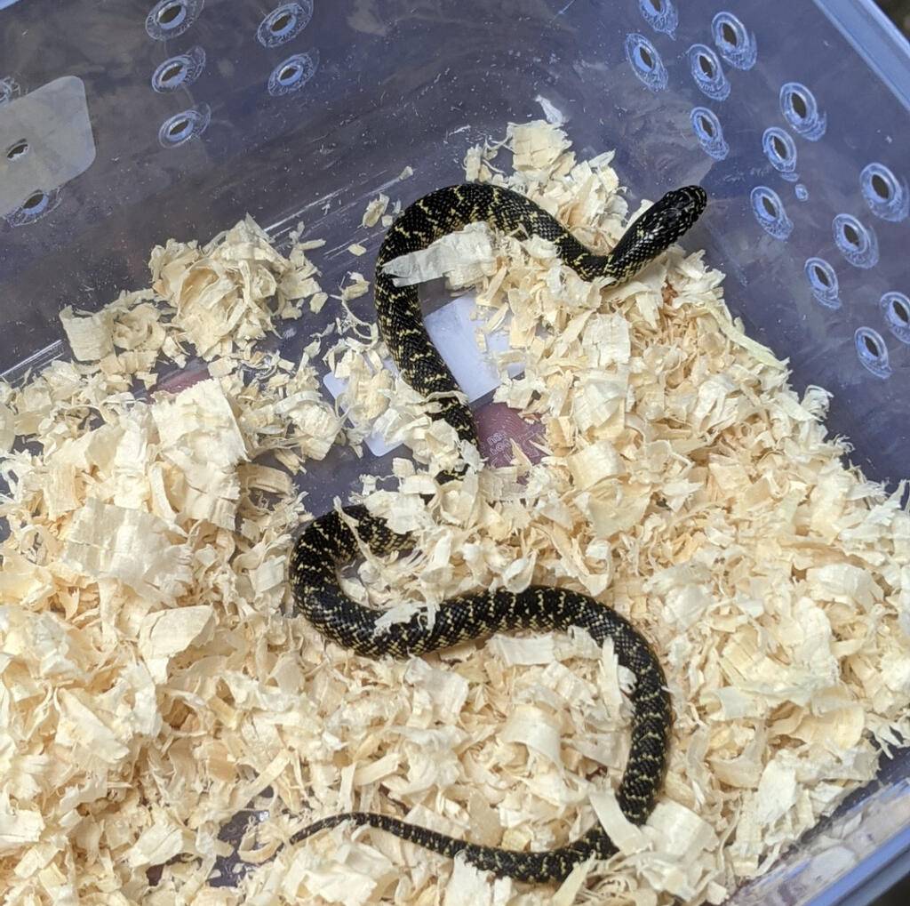 king-snake-speckled-746ZWF12D1