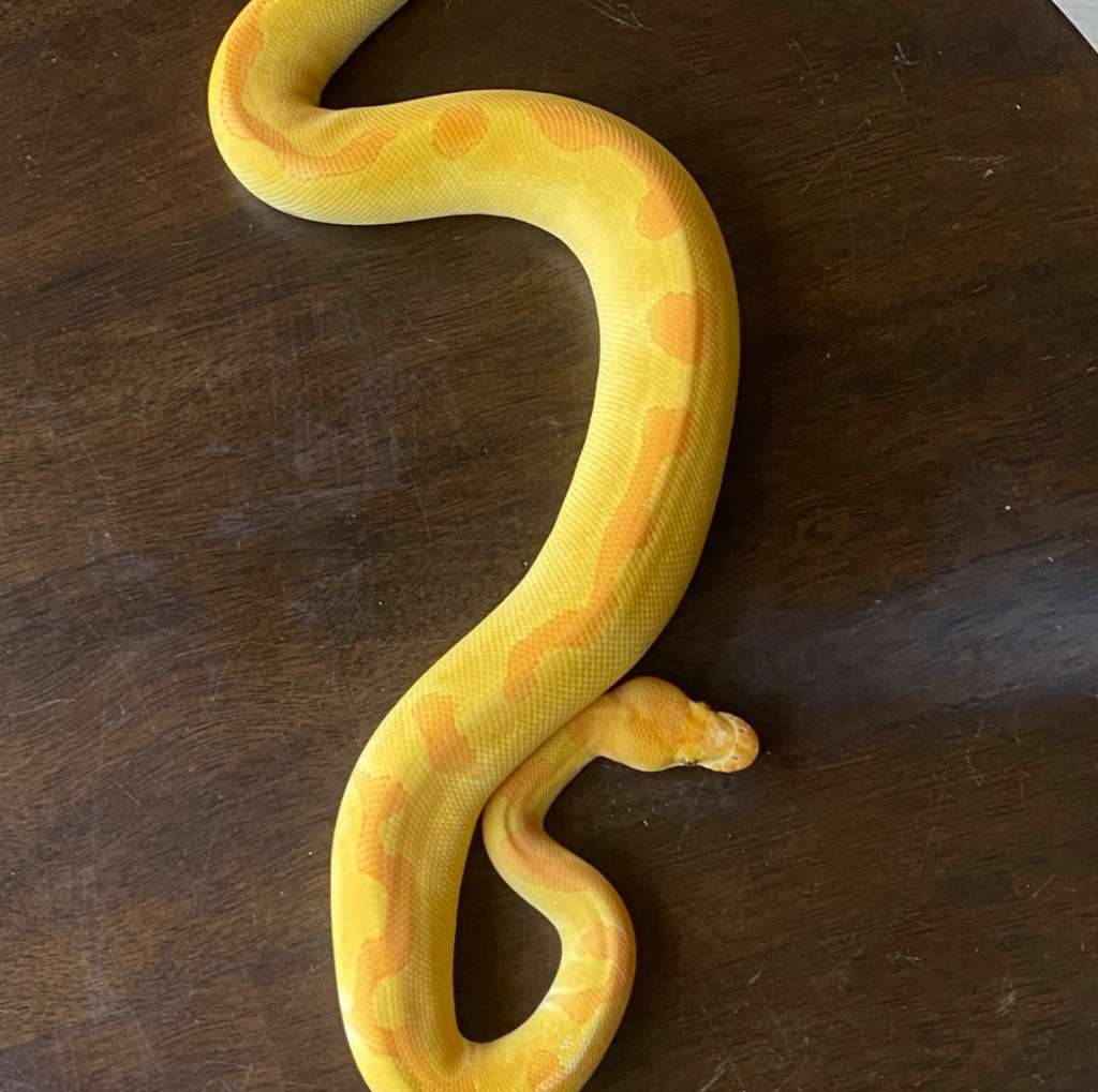 enchi-grail-het-pied-DV3GOJDQNC