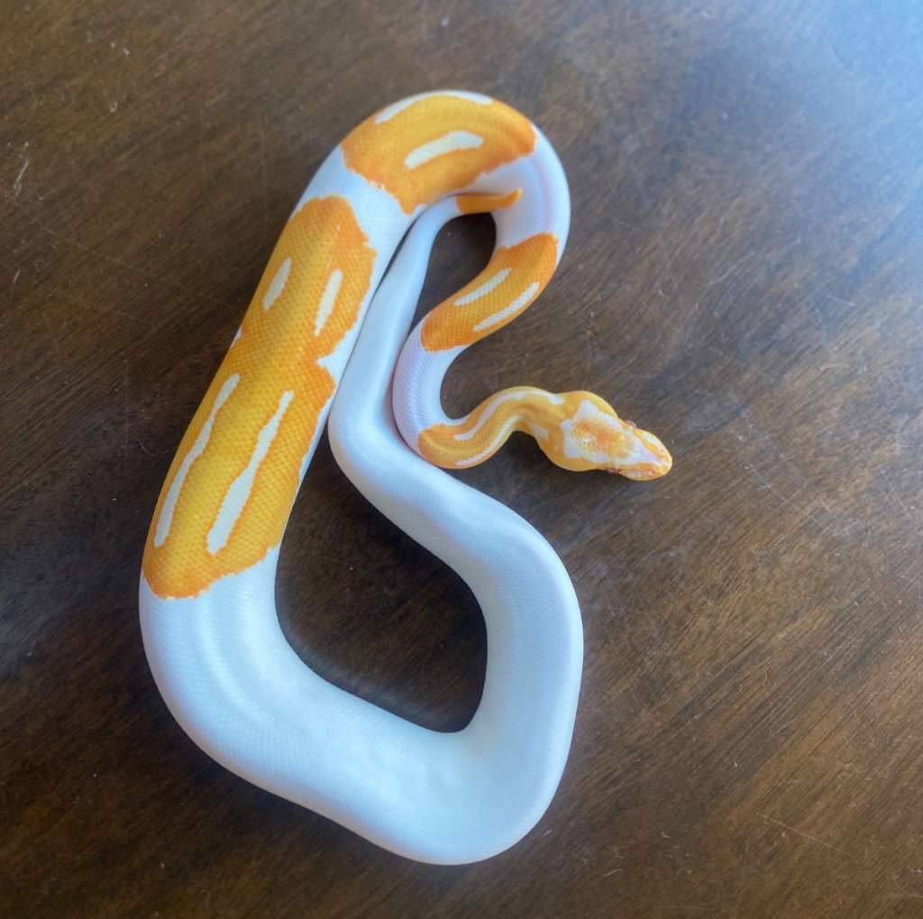 dreamsicle-50-het-clown-E9VXLX7EEB