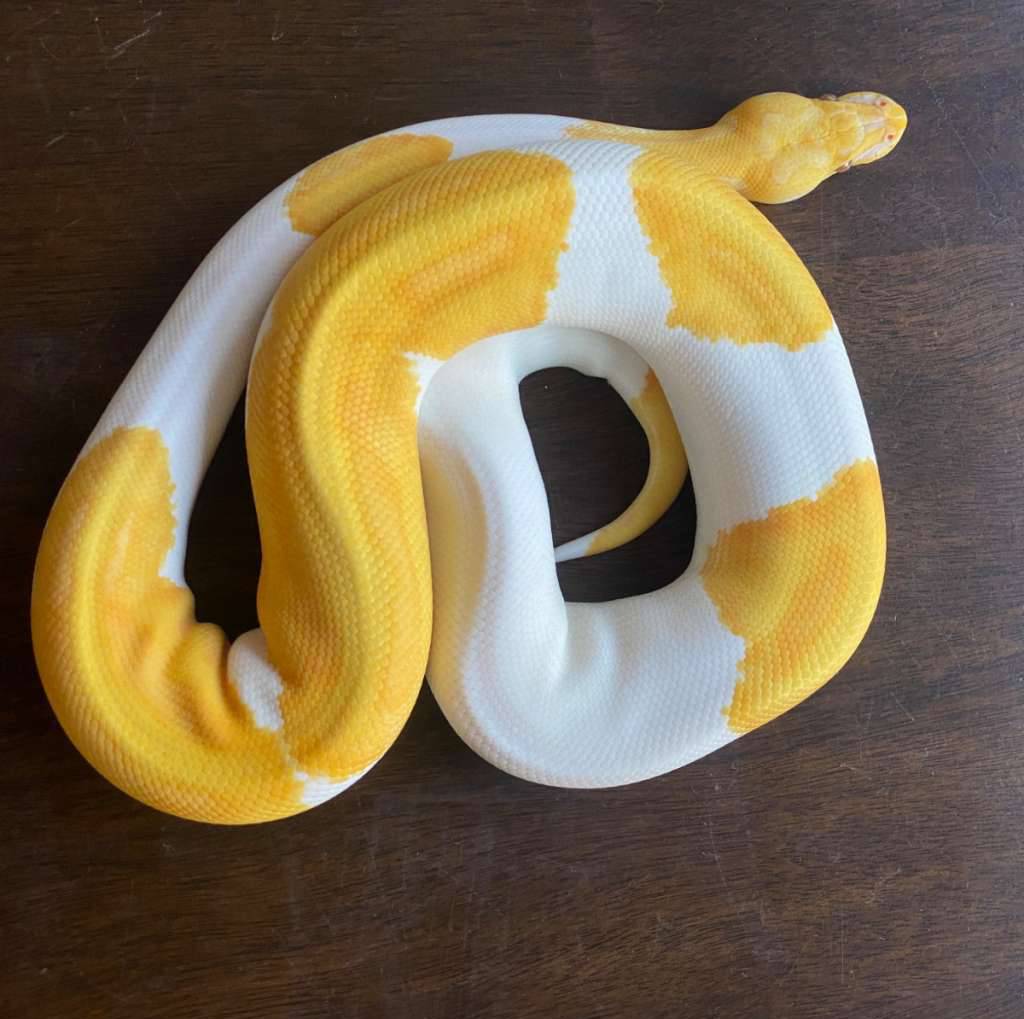 pastel-enchi-dream-sicle-het-clown-AA0C5QD53R