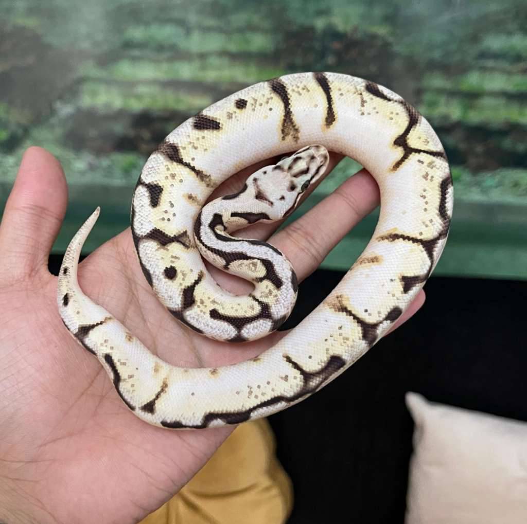 f-bumblebee-calico-WAVWWXX2SI