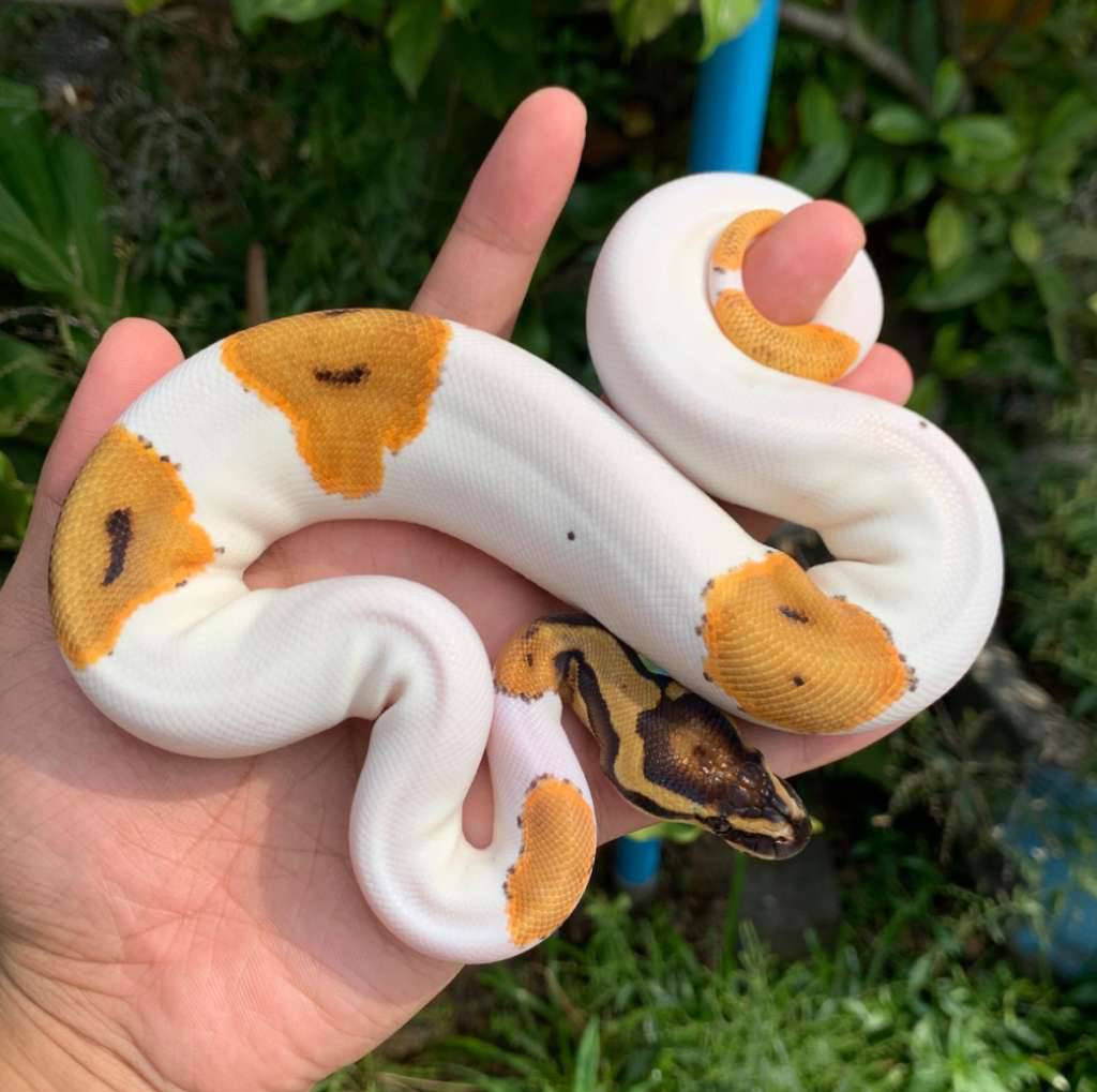 f-orange-dream-pied-het-lavender-100-ph-clown-ZUGCPHFV9S