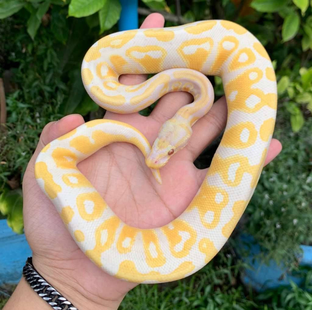f-lavender-het-pied-100-ph-clown-VW4WK0A8ZA