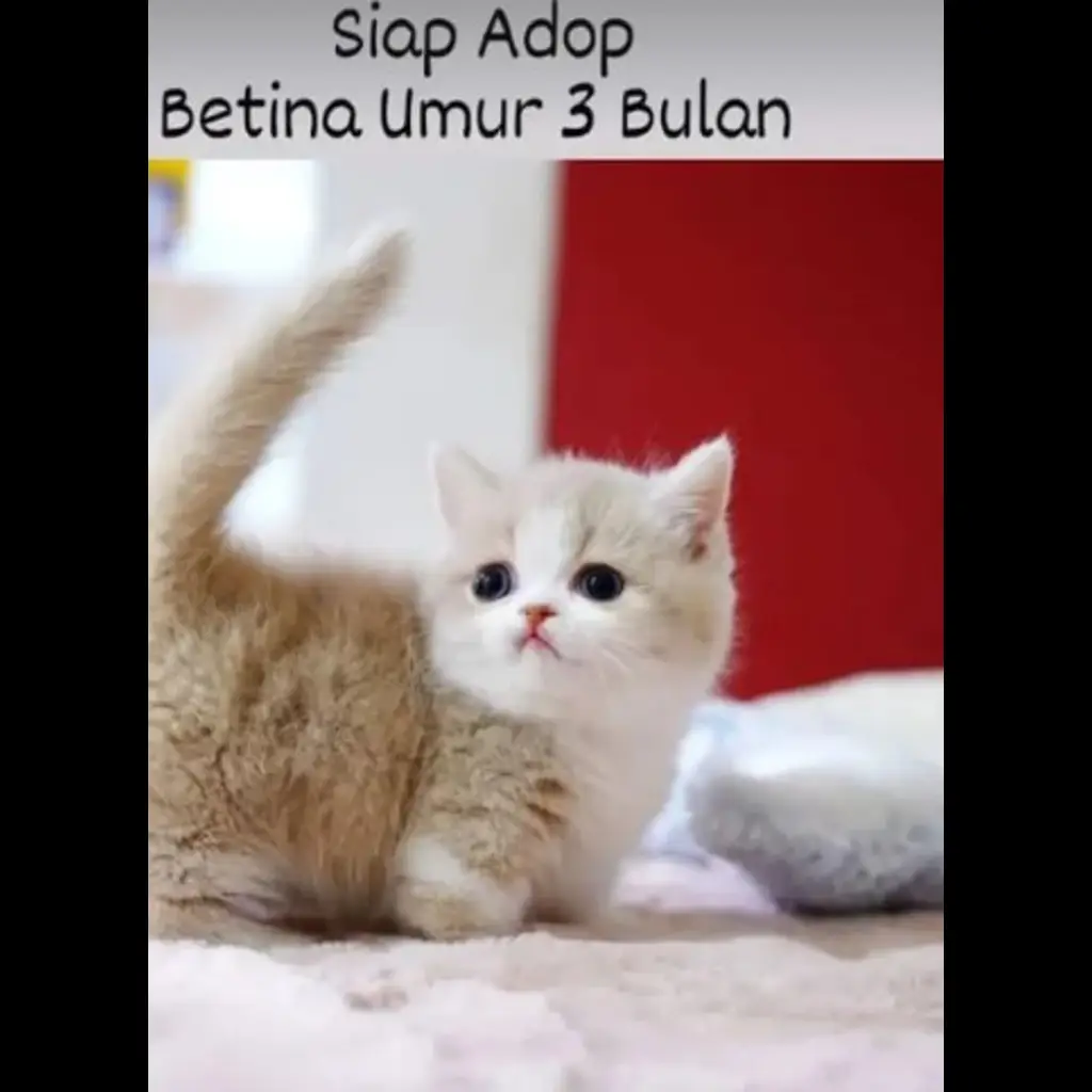 jual-kitten-betina-3-bln-032ITYO8FW