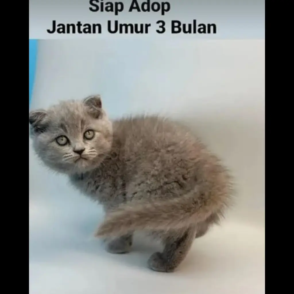 jual-kitten-jantan-3-bln-POCUMGVKCT