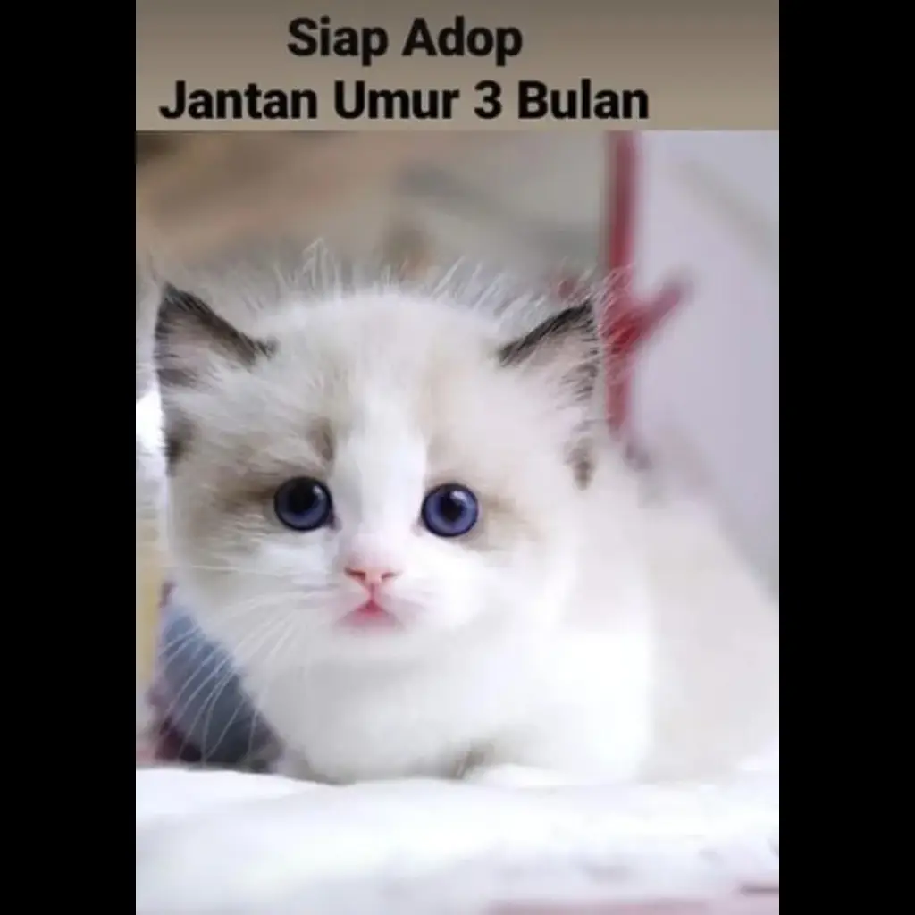 jual-kitten-jantan-3-bln-MI8CRLANQK
