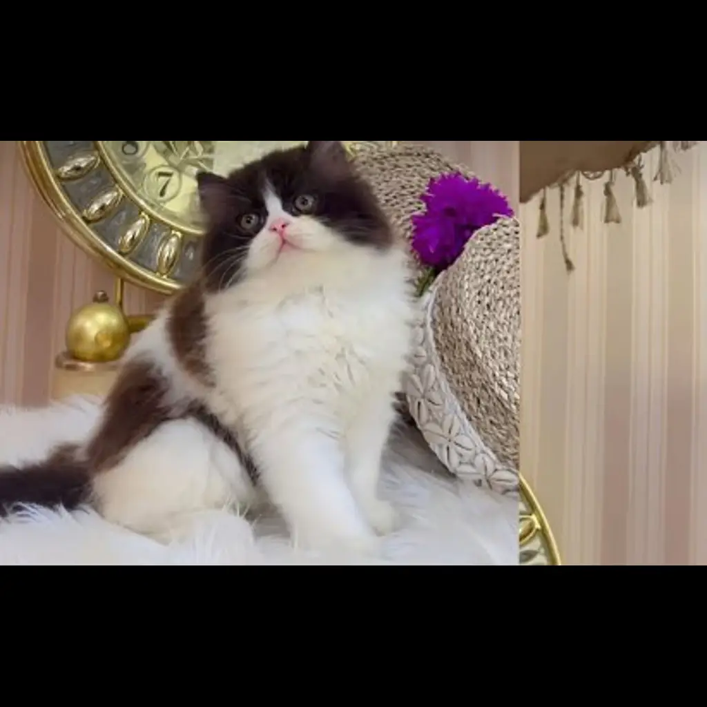 jual-kitten-flatnose-lh-jantan-25-bln-FLH78TL317