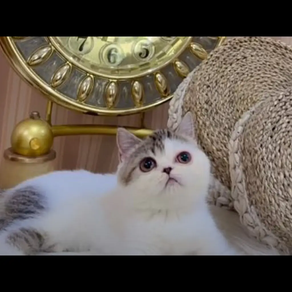 jual-kitten-flat-nose-25-jalan-8RYFT8WJCN