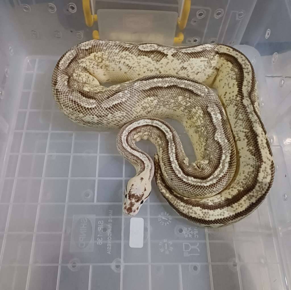 f-pastel-lesser-superstripe-JXFPMHGIQE