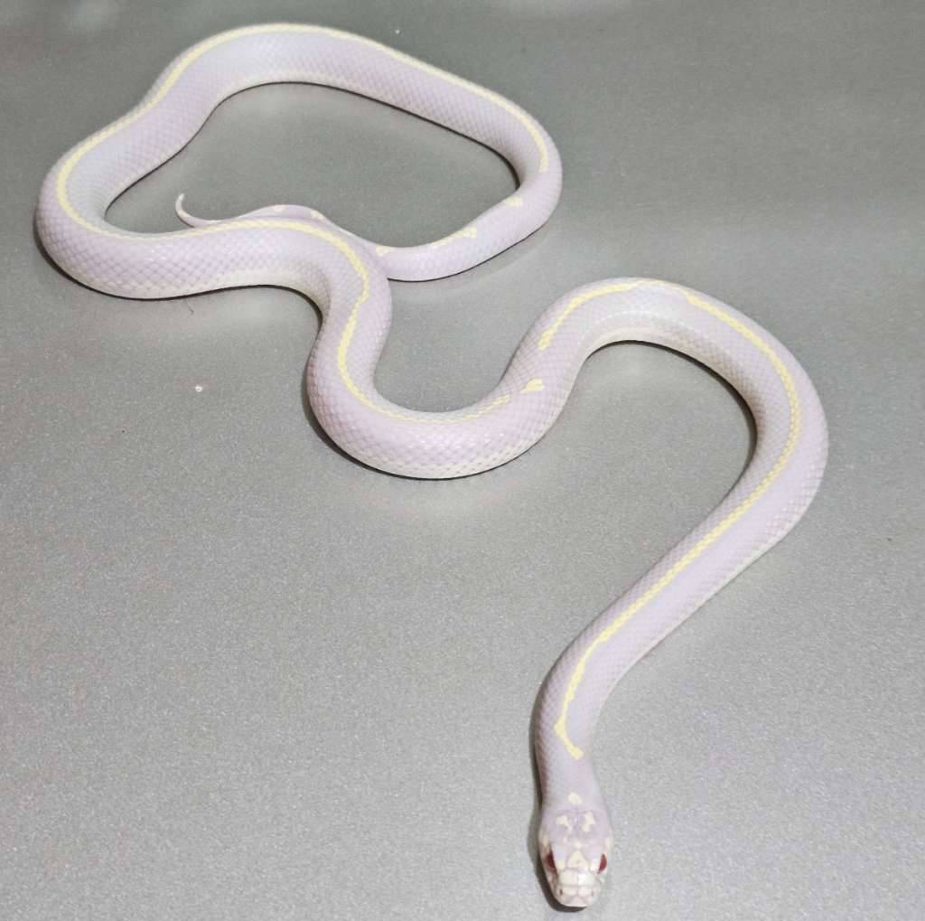 rtb-ks-california-albino-stripe-YWJPYTBEBH