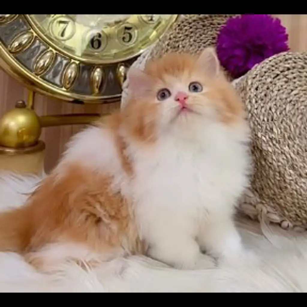 jual-kitten-flatnose-lh-jantan-YGF94IJK5V