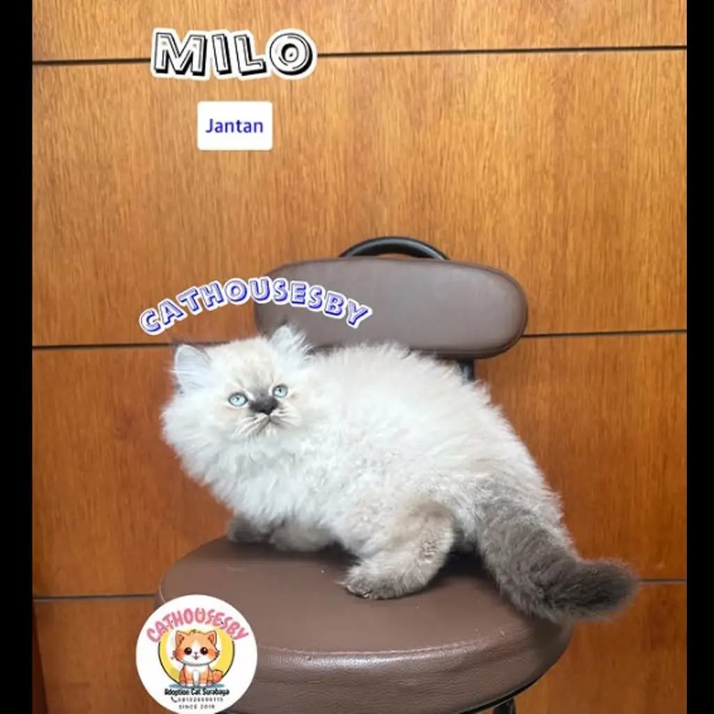 jual-kitten-mix-ragdoll-milo-CVFUEEE5QA