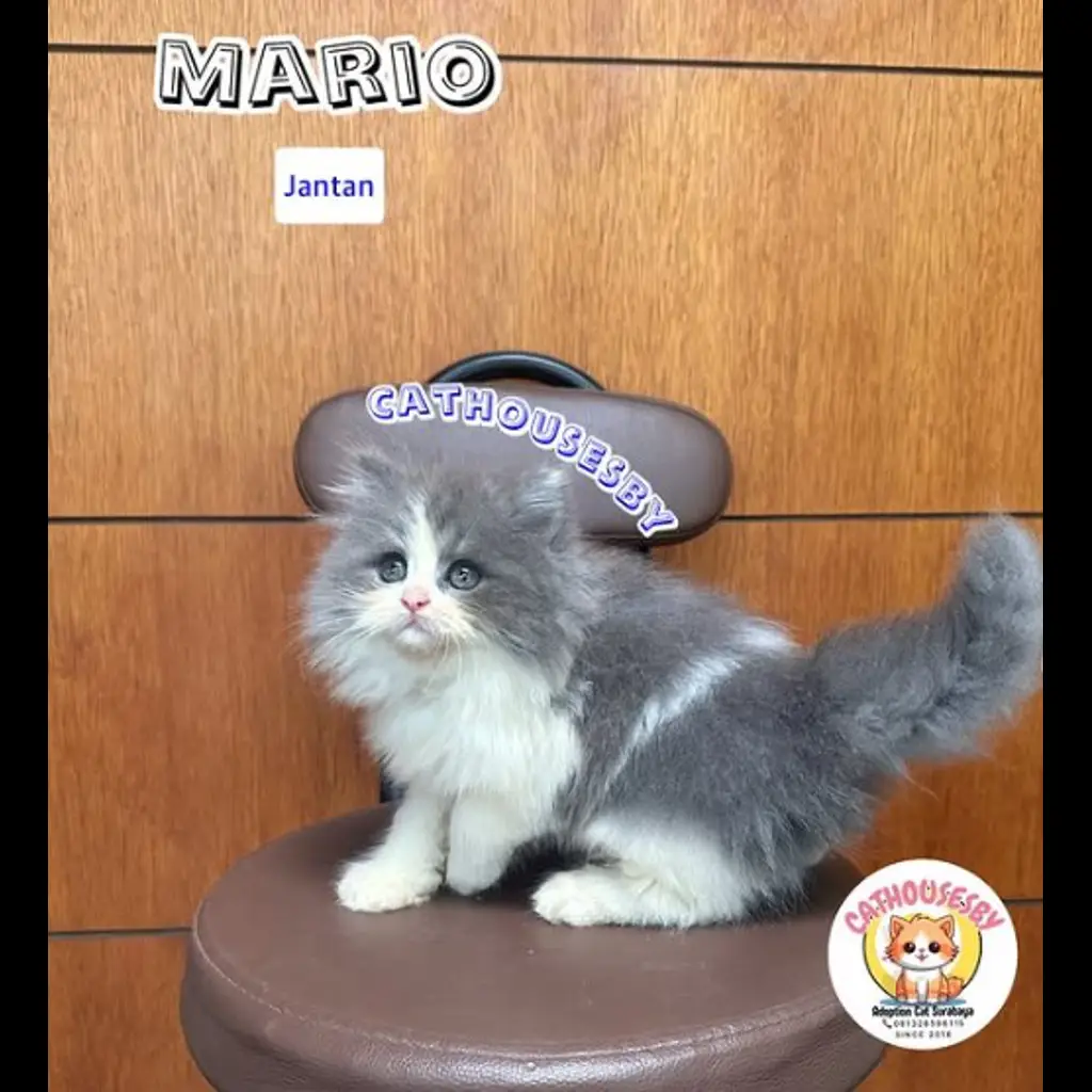 jual-kitten-persian-flatnose-PSW247QDGH