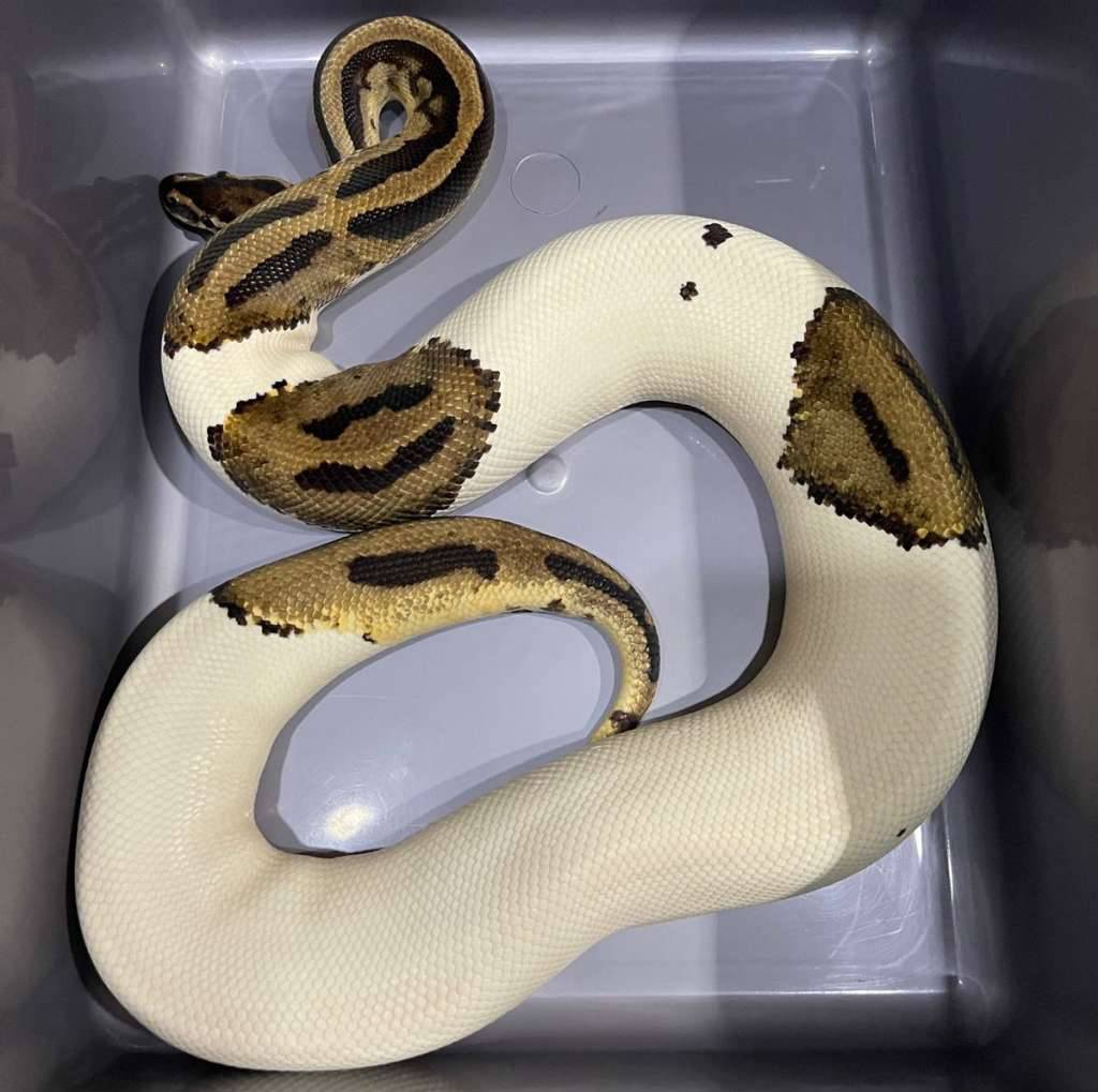 pied-proven-breeder-TBBYM20WX0