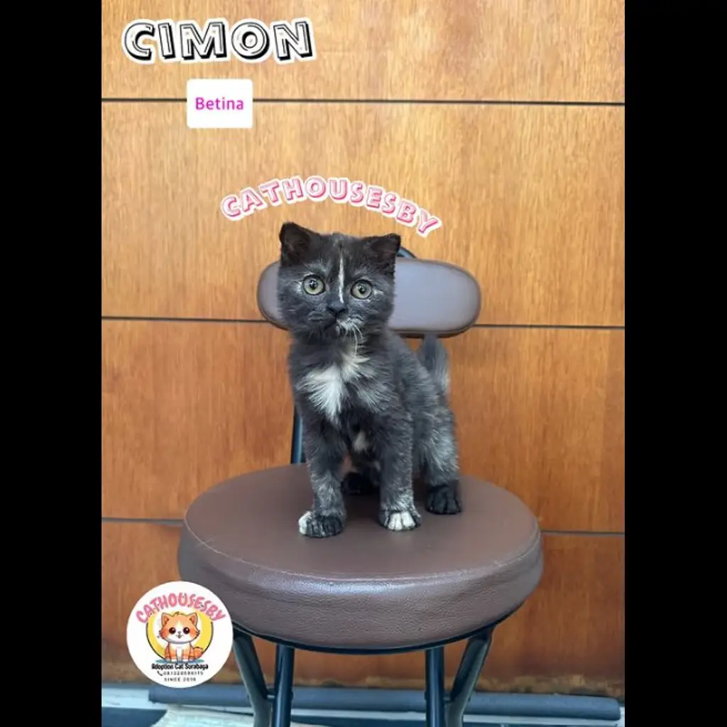 jual-kitten-scottish-fold-cimon-6QUDOMMJL2