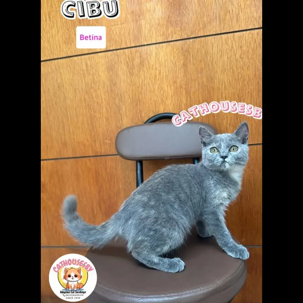jual-kitten-bsh-cibu-JNZ9GWR5JM