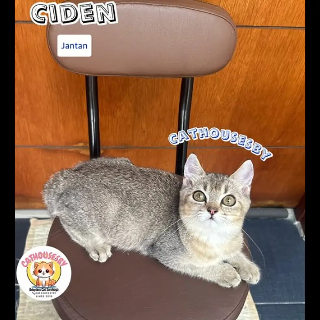 jual-kitten-bsh-black-golden-ciden-HTBQIFF9AU