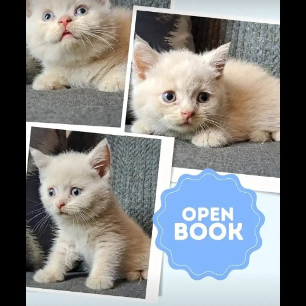jual-kitten-bsh-male--1HU1C5O7IR