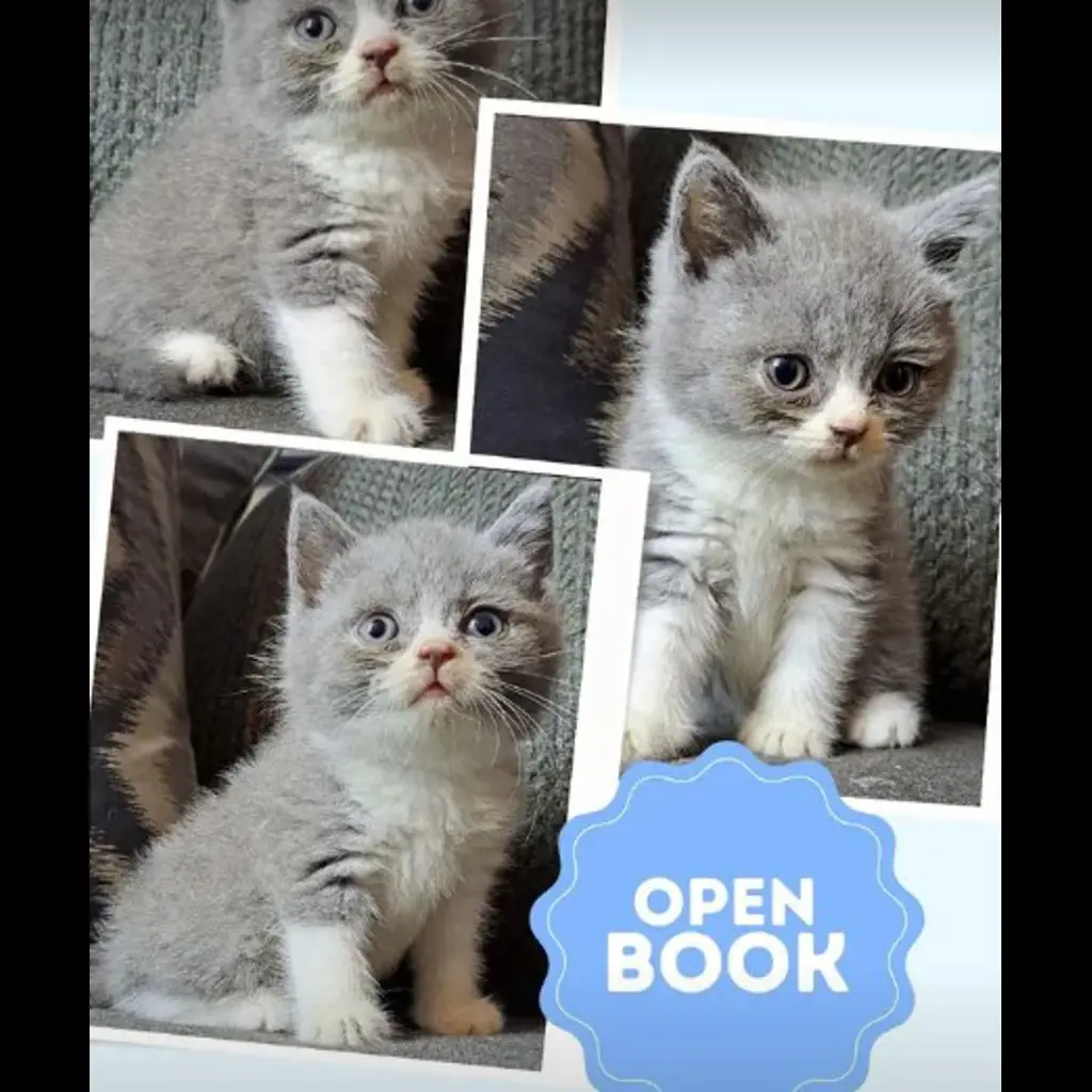 jual-kitten-bsh-bicolor-blue-male-HGK9AWHK9G