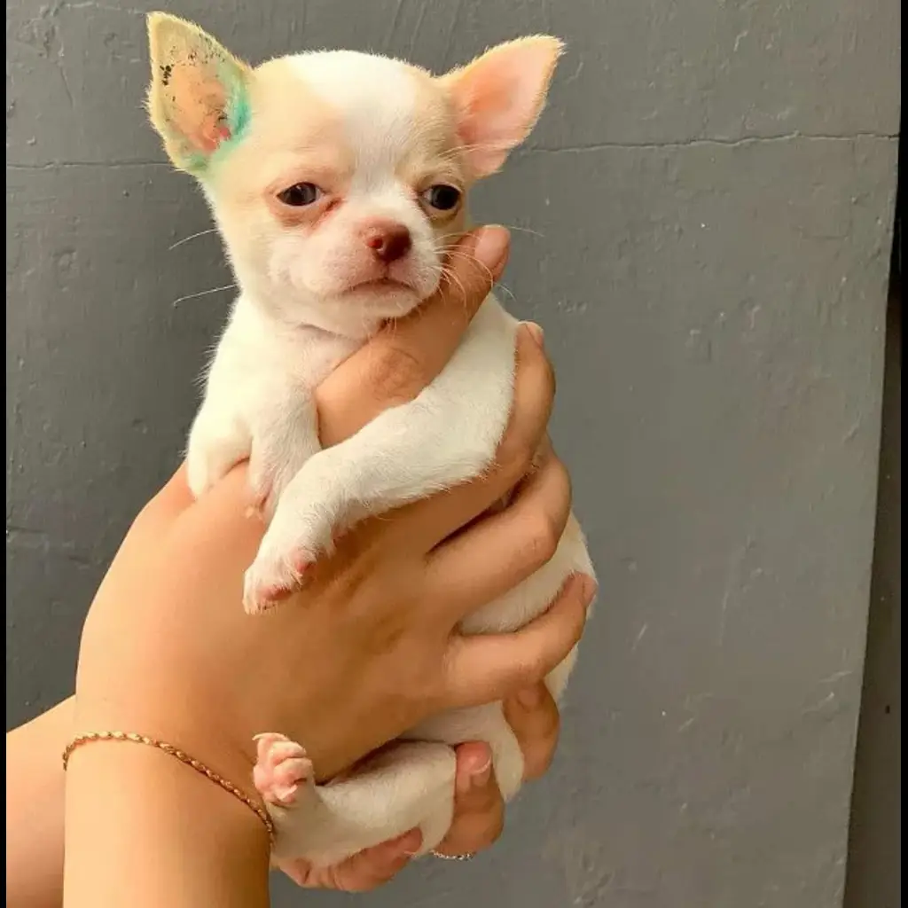 jual-anjing-cihuahua-jantan-L4DKPSL5AB