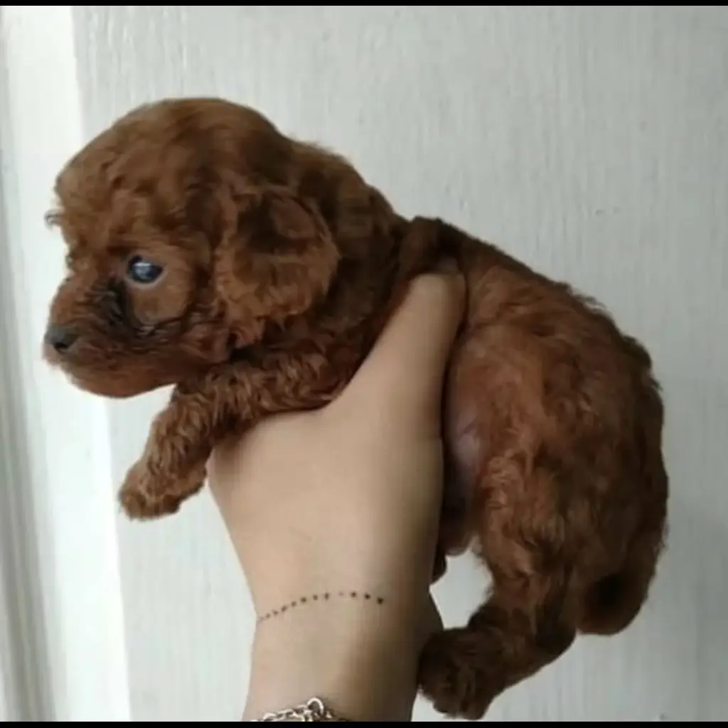 jual-super-red-tiny-poodle-jantan-8XA4X0R5S3