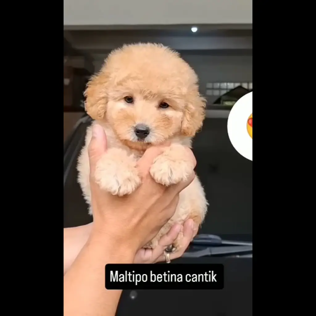 jual-maltipo-betina-NY69LOEKZ3