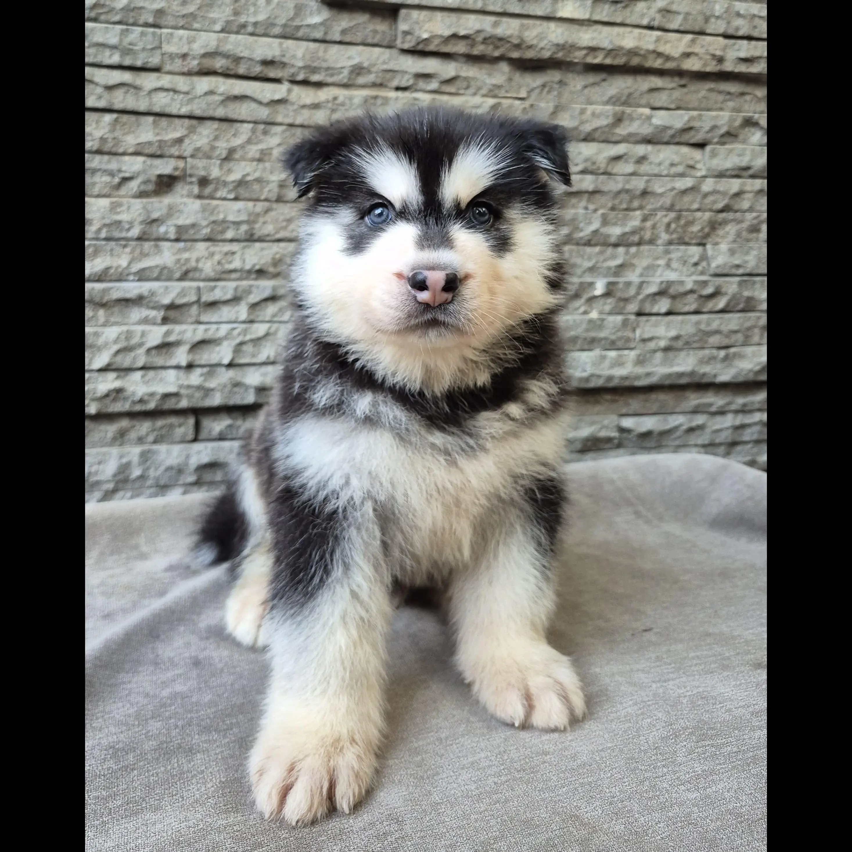 open-book-super-jumbo-male-black--white-siberian-husky-K6CYOXVC9W