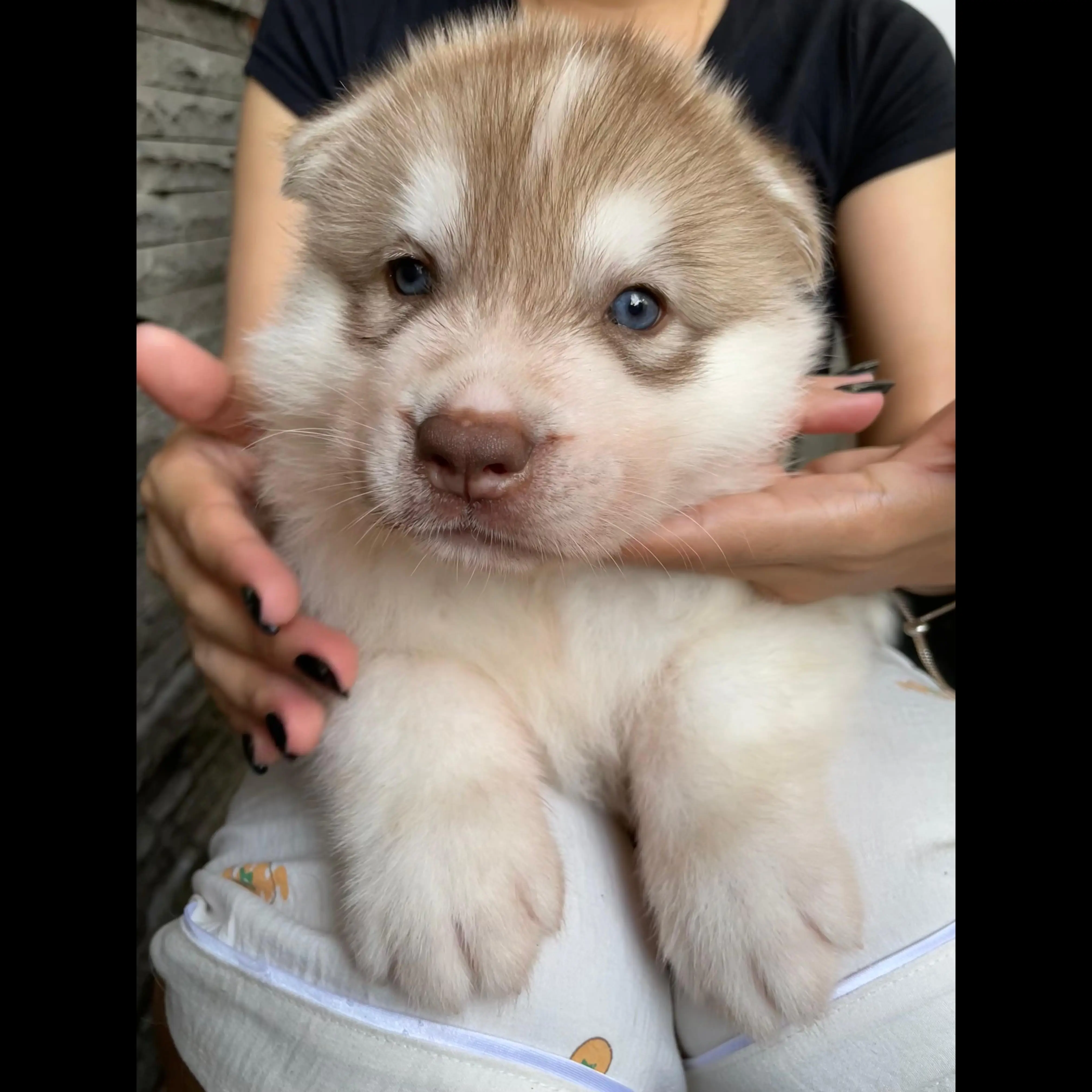 open-book-fluffy-light-red-male-siberian-husky-17WLLNNW5M