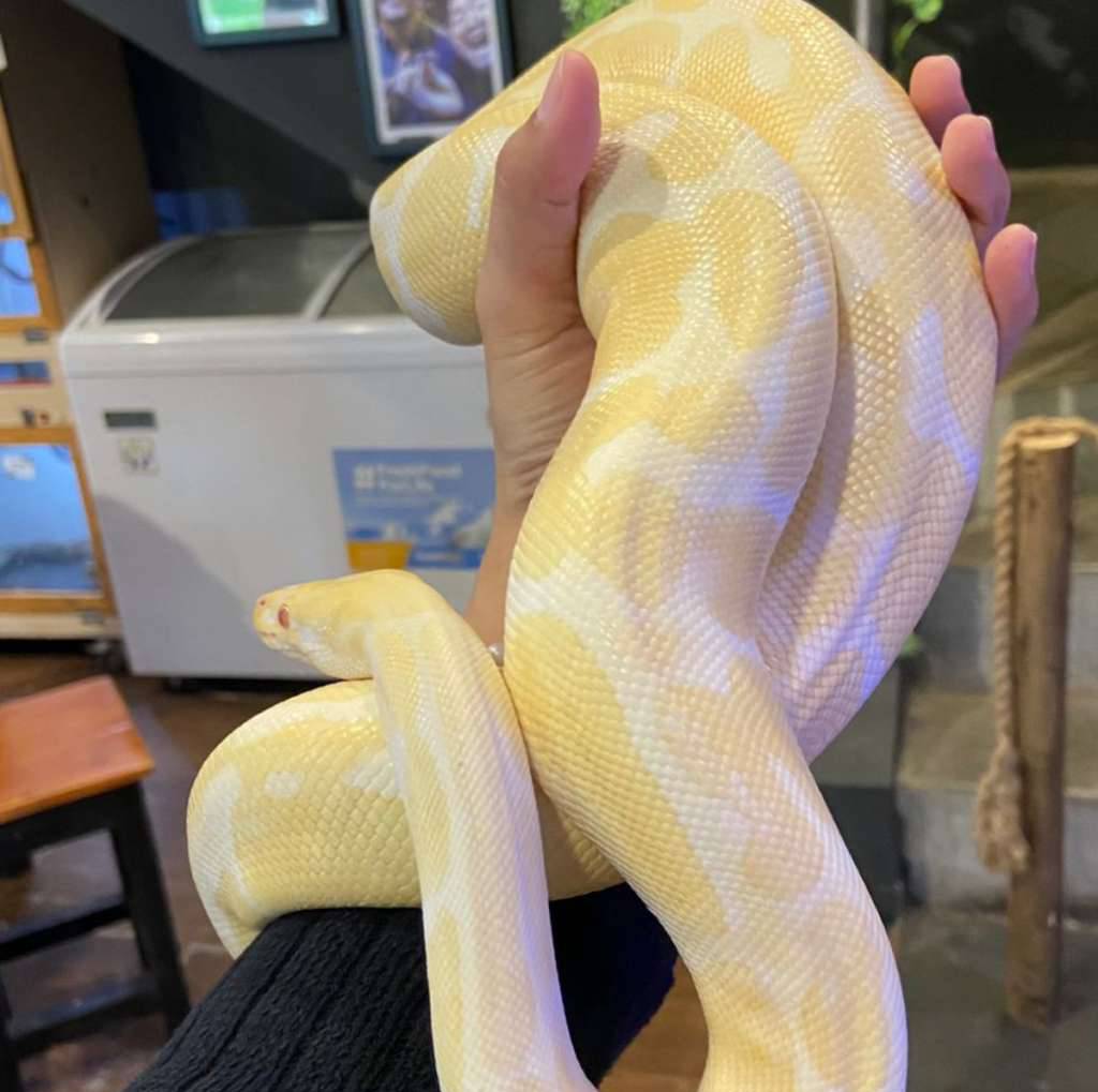 ball-python-albino-pastel-ZBUKSYY3OT