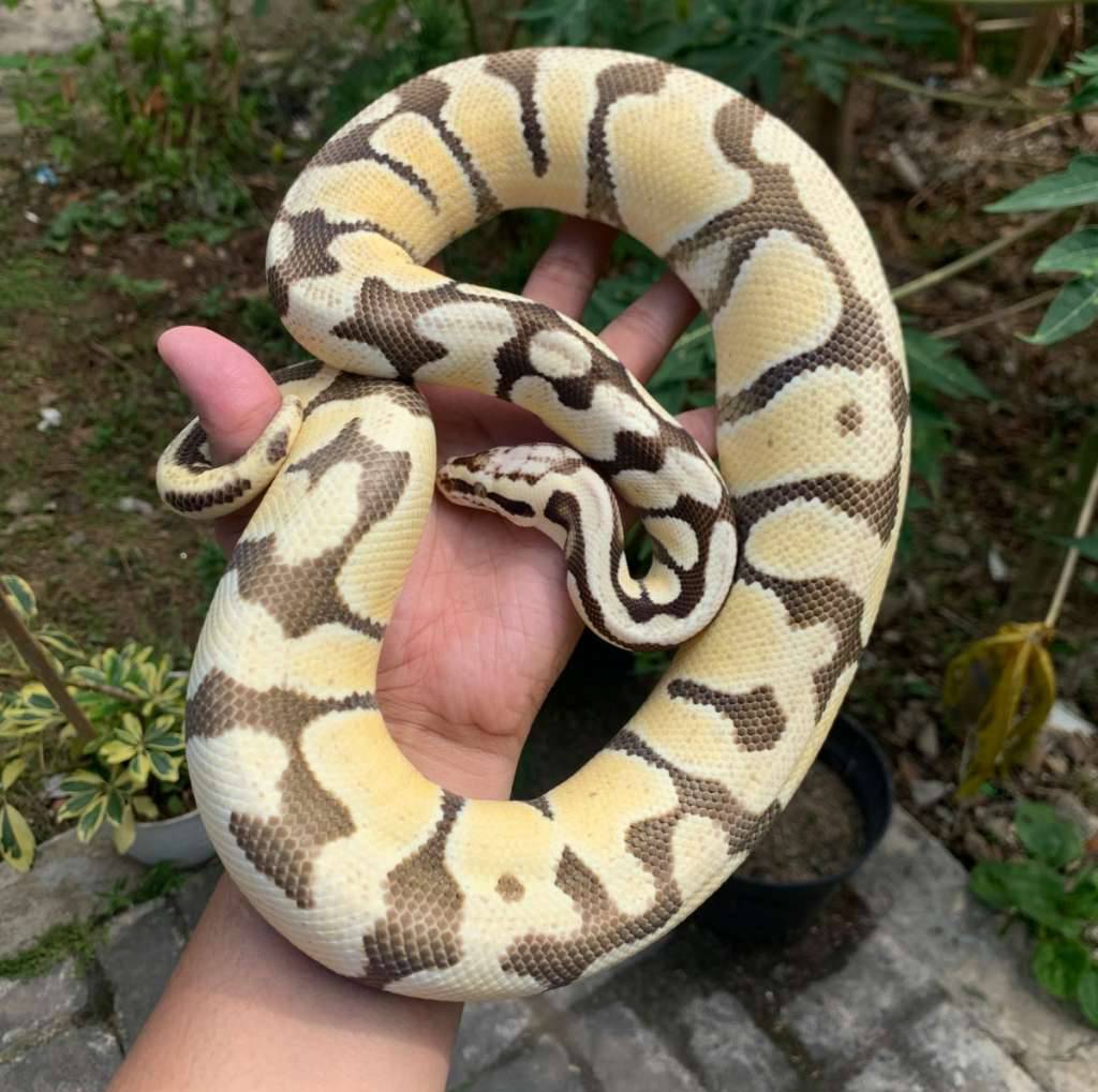 pastel-desert-ghost-LGF7KYUFOQ