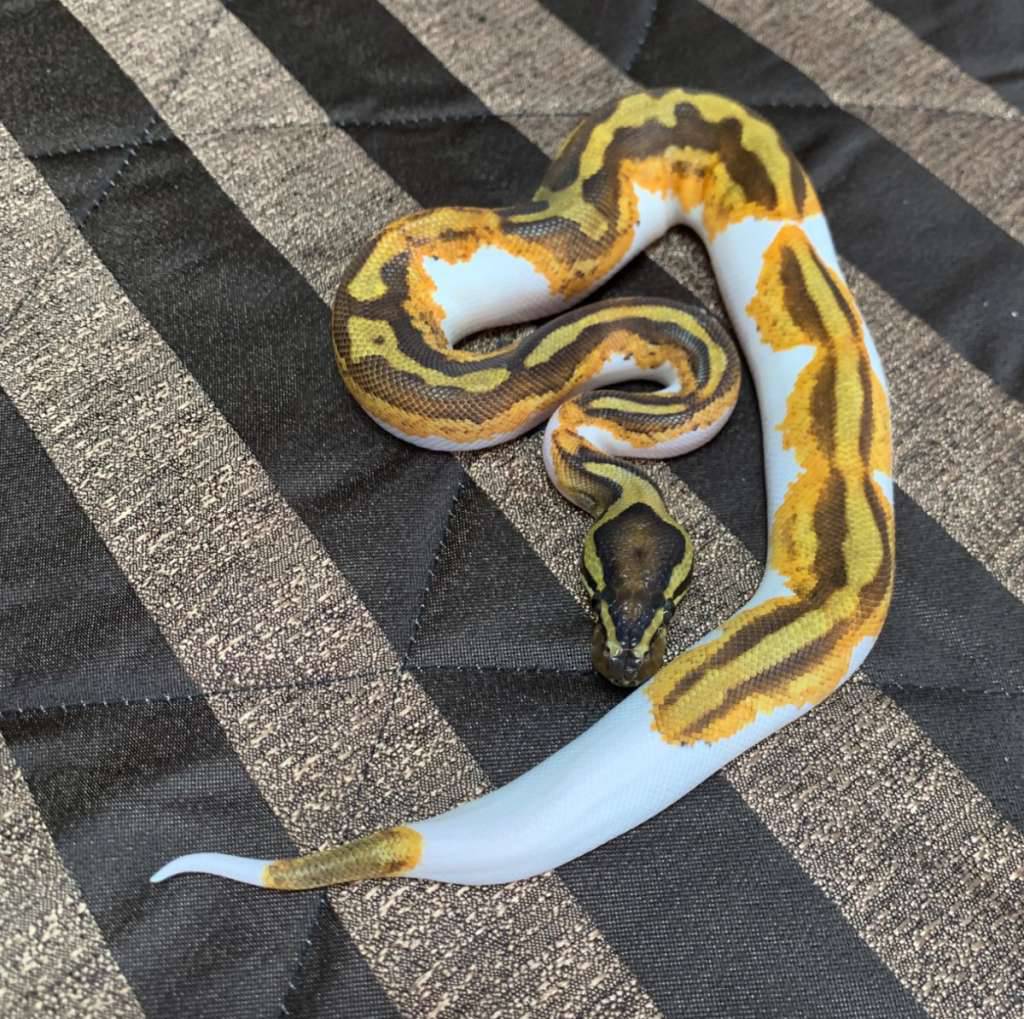 enchi-yellowbelly-pied-ph-lavender-X9FR3LF9TY