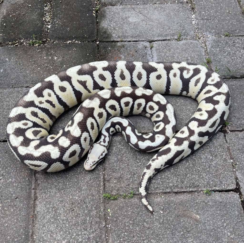f-desert-ghost-pastel-spotnose-4OH5XU4385