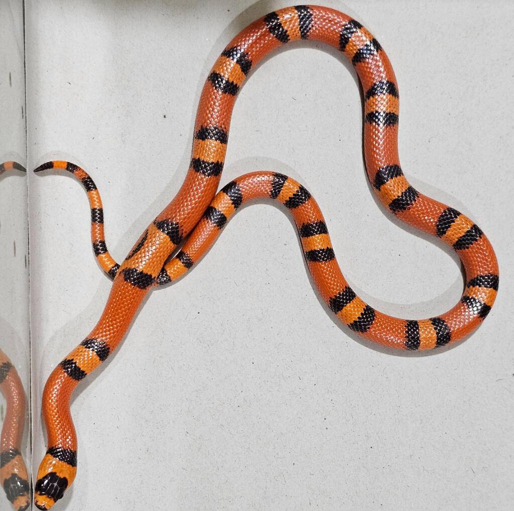 ms-honduran-tangerine-hypo-vanishing-pattern-40V86U9M8K