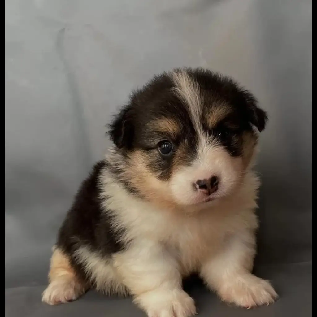 jual-corgi-female--0AD9AZMTA1